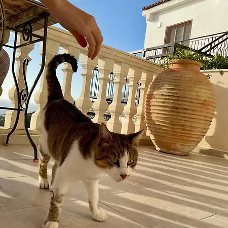 Old Town Charm דרמי